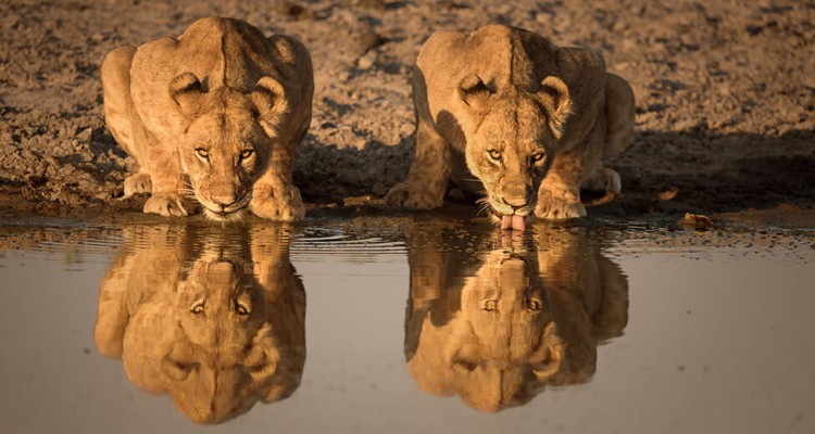 Thumb do artigo O álcool entra e a verdade sai