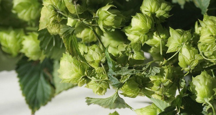 Thumb do artigo Lúpulo, o ingrediente mais charmoso da cerveja