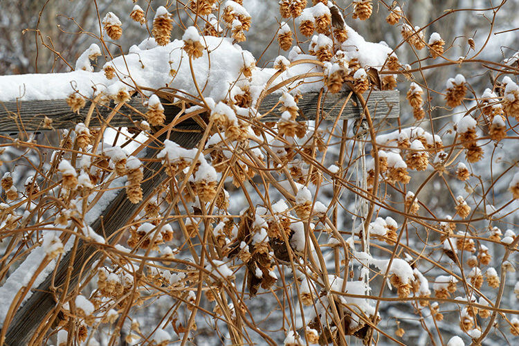 Plantação de lúpulo com neve