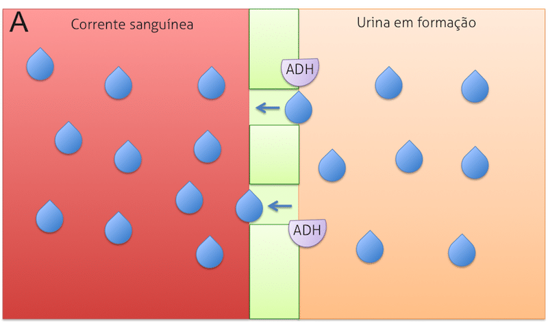 adh, o culpado do primeiro xixi