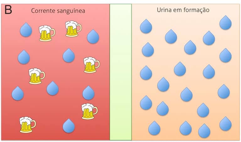 adh, o culpado do primeiro xixi