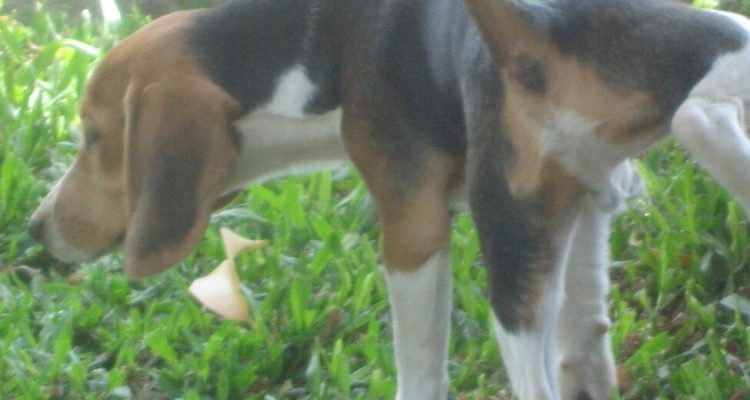 Thumb do artigo A Lenda do primeiro xixi