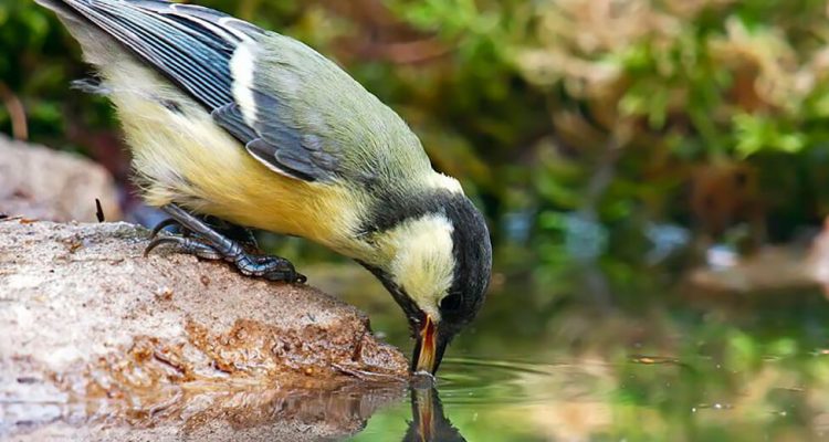 Thumb do artigo Água que passarinho não bebe, mas você sim