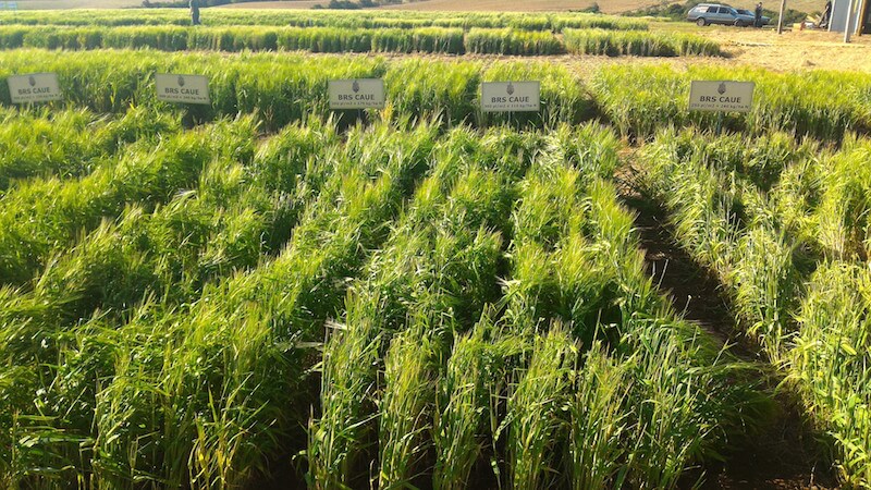 plantação de cevada no dia de campo ambev